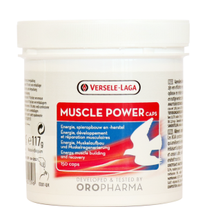 MUSCLE POWER